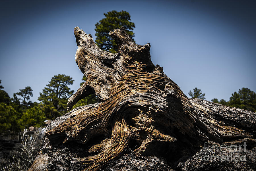 Old tree stump  #1 Photograph by Dan Yeger