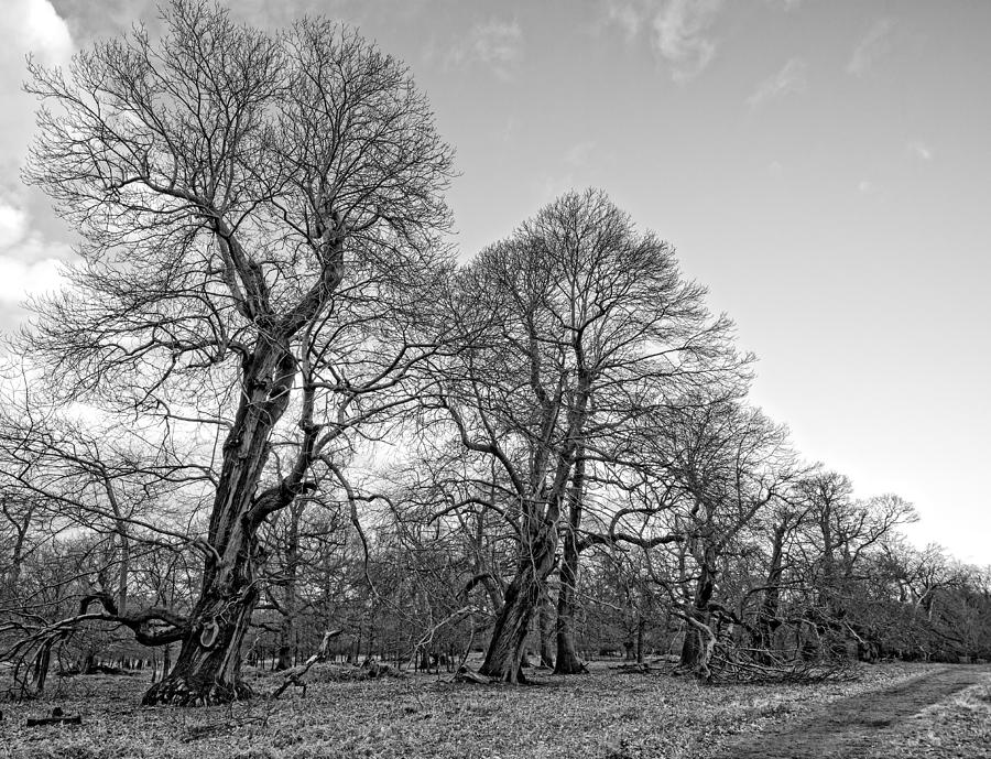 Old Trees #1 Photograph by Roy Pedersen