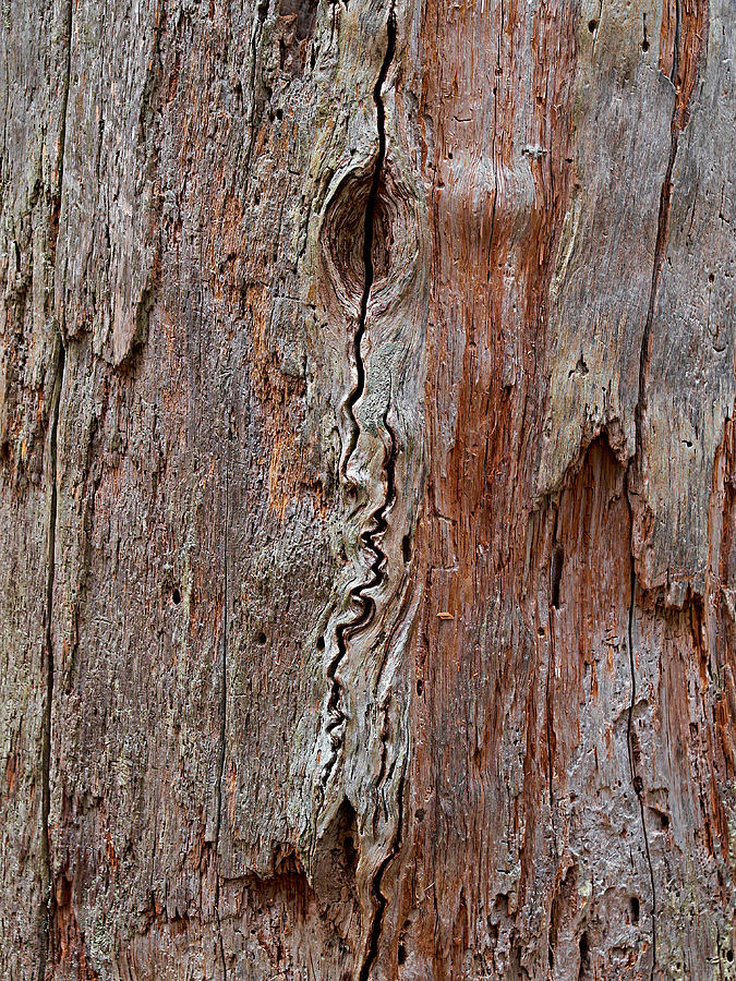 Nature Photograph - Old wood #1 by Jouko Lehto