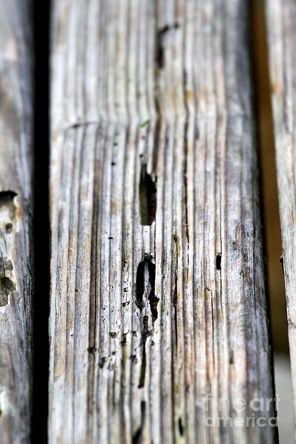 Old Wood Texture #1 Photograph by Henrik Lehnerer