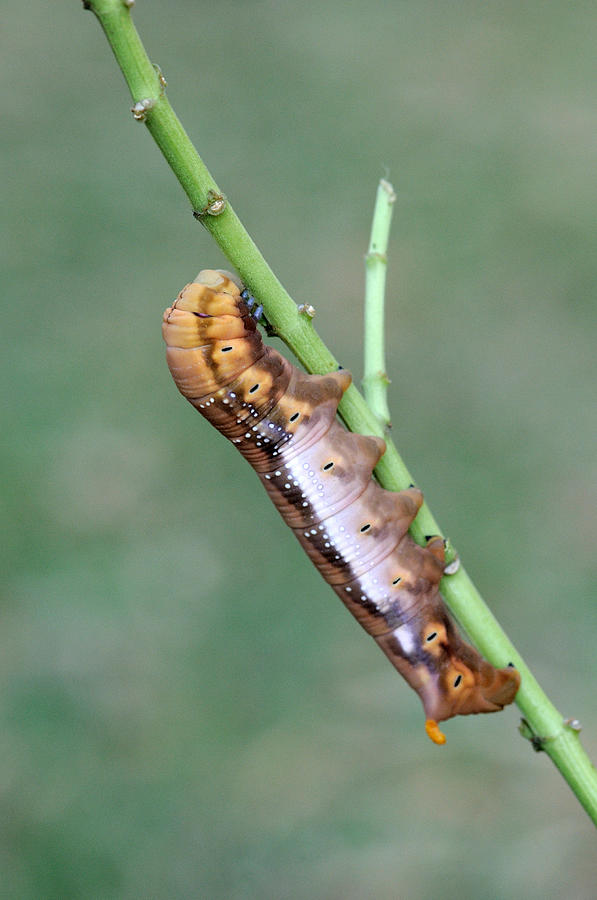 Wildlife Photograph - Oleander Hawk Moth Caterpillar #1 by Fletcher & Baylis