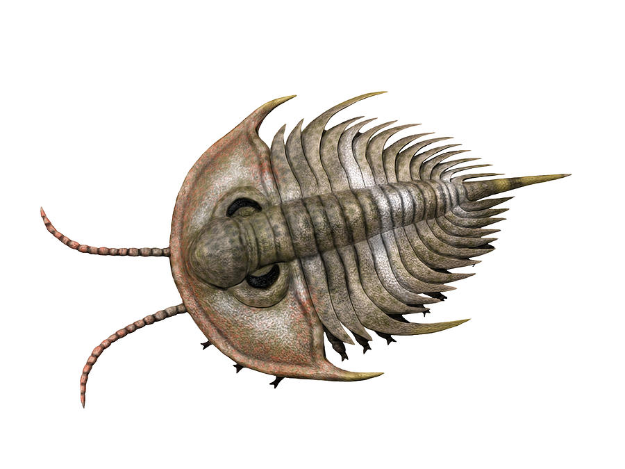 Olenellus Is An Extinct Trilobite Photograph by Nobumichi Tamara - Fine ...