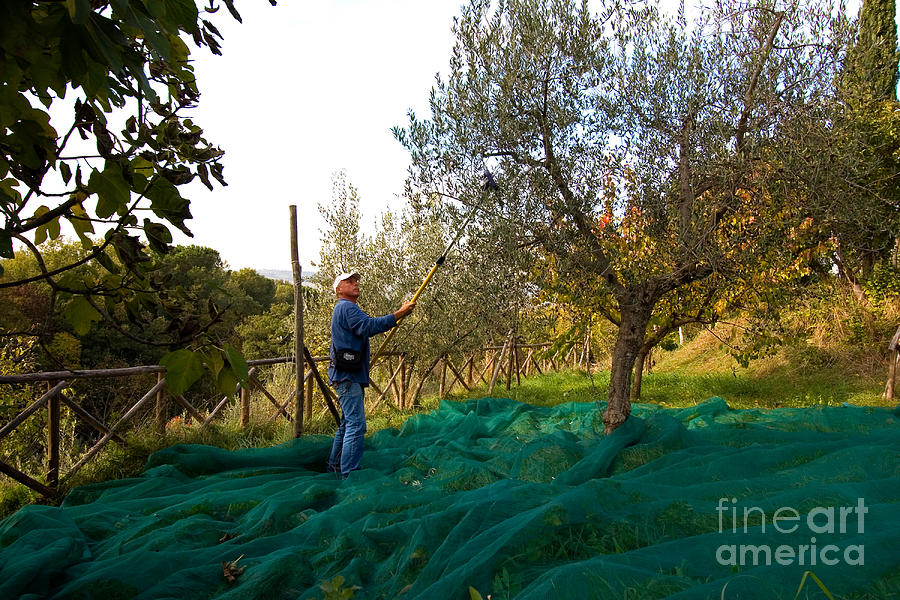 Fruit Photograph - Olive Harvest, Italy #1 by Tim Holt