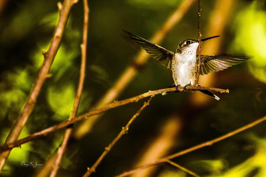 Hummingbird - Perched - On a Limb Photograph by Barry Jones