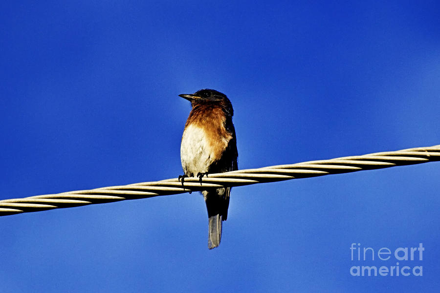 On the Wire #1 Photograph by Douglas Barnard