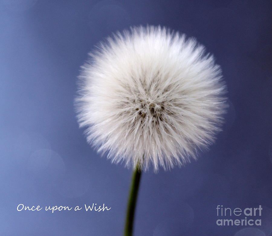 Once Upon A Wish #1 Photograph by Krissy Katsimbras - Fine Art America