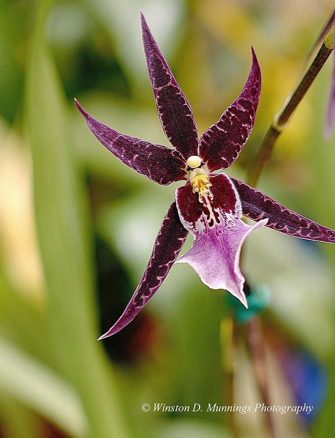Oncidium Orchid #1 Photograph by Winston D Munnings