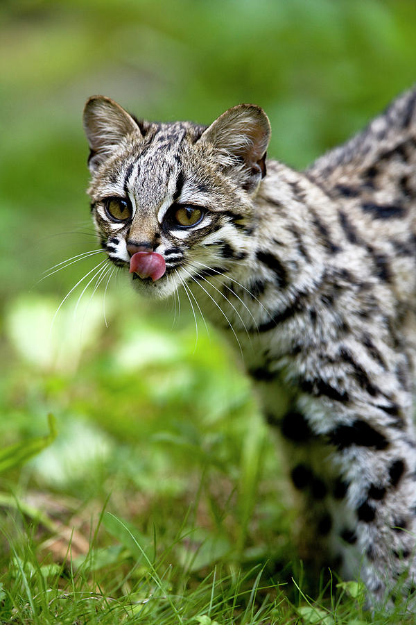 Oncille Leopardus Tigrinus Photograph by Gerard Lacz - Pixels