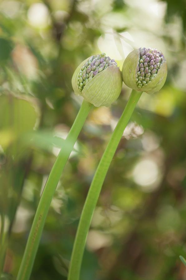 Onion (allium Sp.) Flower Buds Opening #1 Photograph by Maria Mosolova/science Photo Library