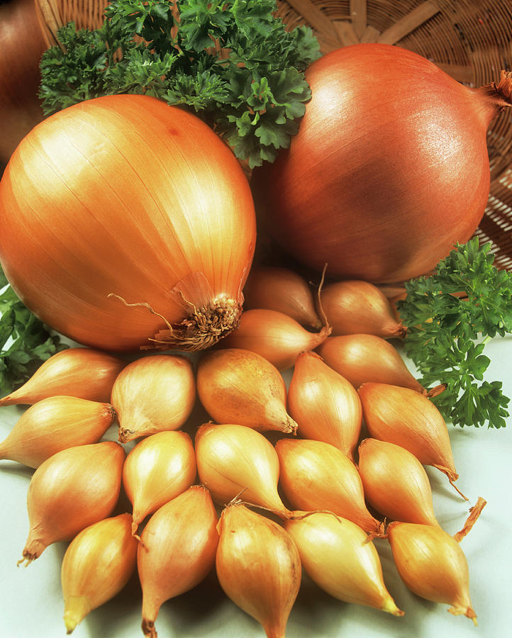 Onions #1 Photograph by Ray Lacey/science Photo Library