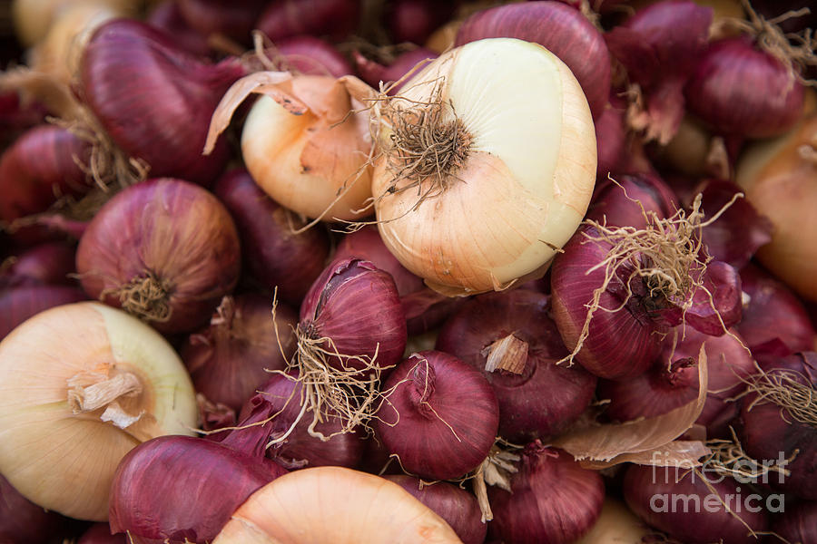 Onions #1 Photograph by Rebecca Cozart