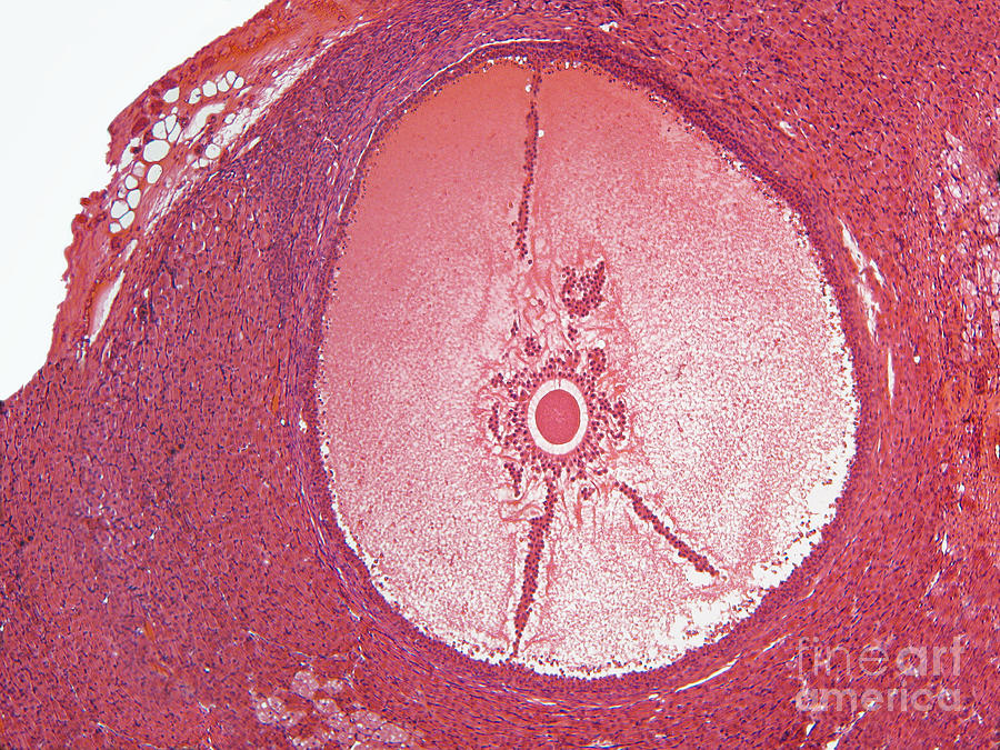 Oocyte In Rabbit Ovary #1 Photograph by Garry DeLong