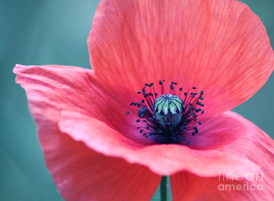 Poppy Photograph - Open Your Heart #1 by SYoung Photography