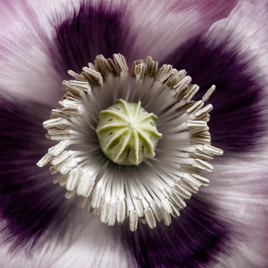 Poppy Photograph - Opium Poppy #1 by Carol Leigh