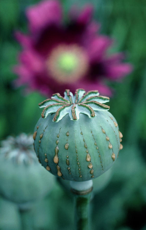 Poppy Photograph - Opium Poppy #1 by Dr Jeremy Burgess/science Photo Library.