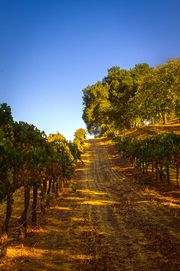 Napa Photograph - Opolo Winery #1 by Bryant Coffey