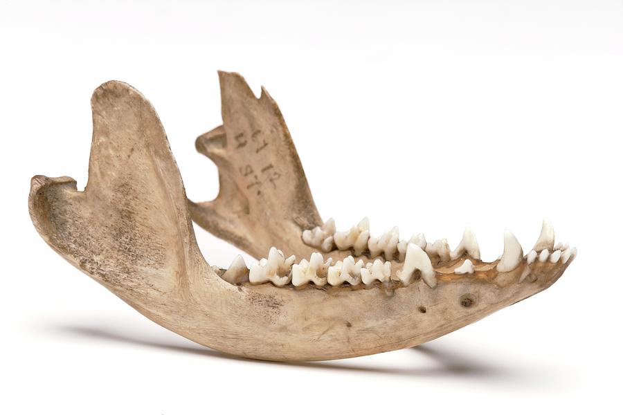 Opossum Jawbone Photograph by Ucl, Grant Museum Of Zoology