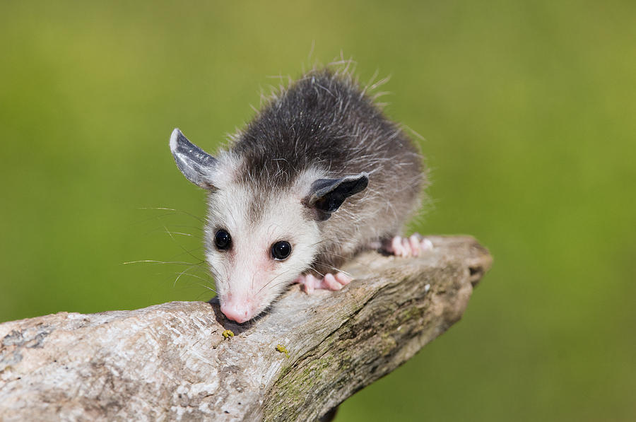 Opossum Michigan #1 Photograph by Steve Gettle