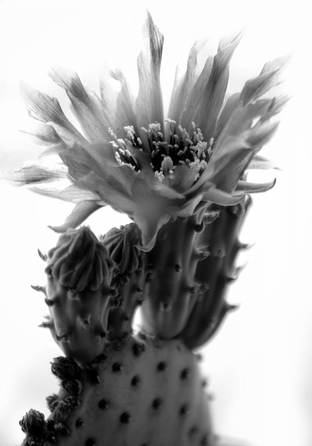 Opuntia basilaris Cactus #1 Photograph by Nathan Abbott