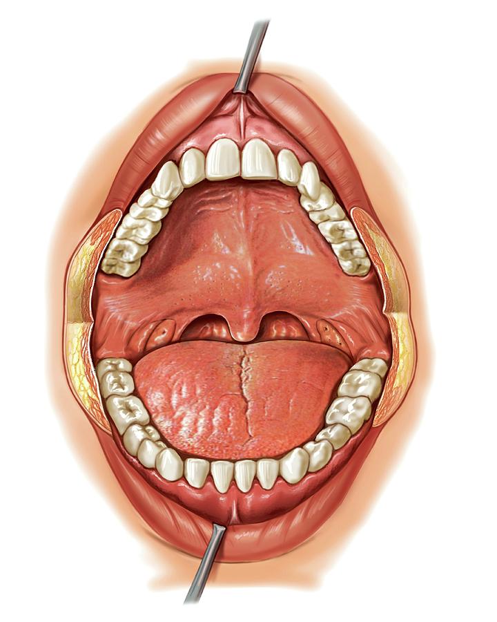 Oral Cavity 1 Photograph By Asklepios Medical Atlas Fine Art America 0455