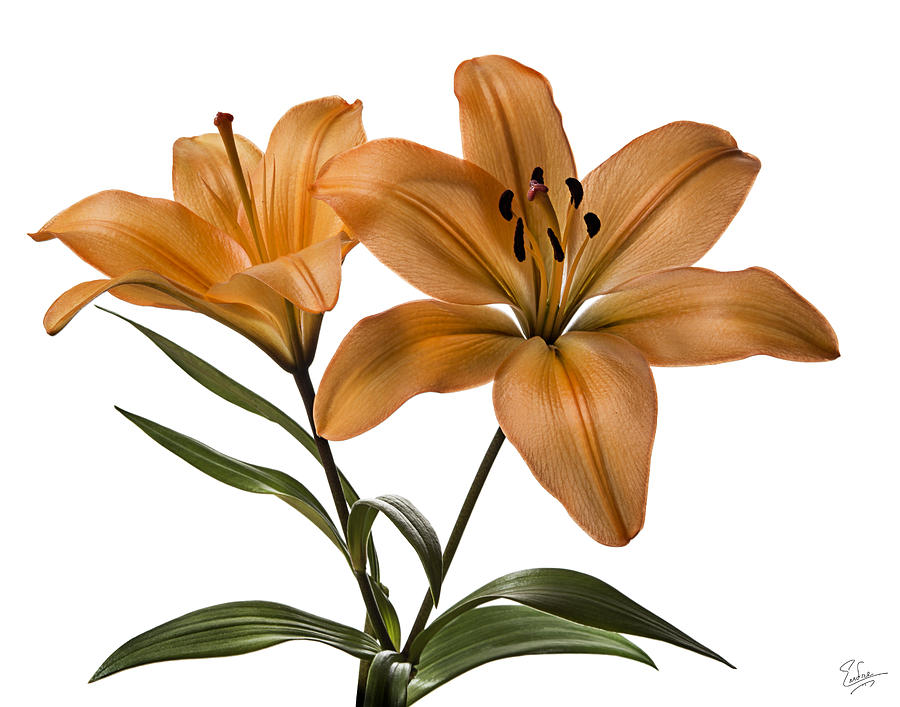 Orange Asiatic Lilies Photograph by Endre Balogh