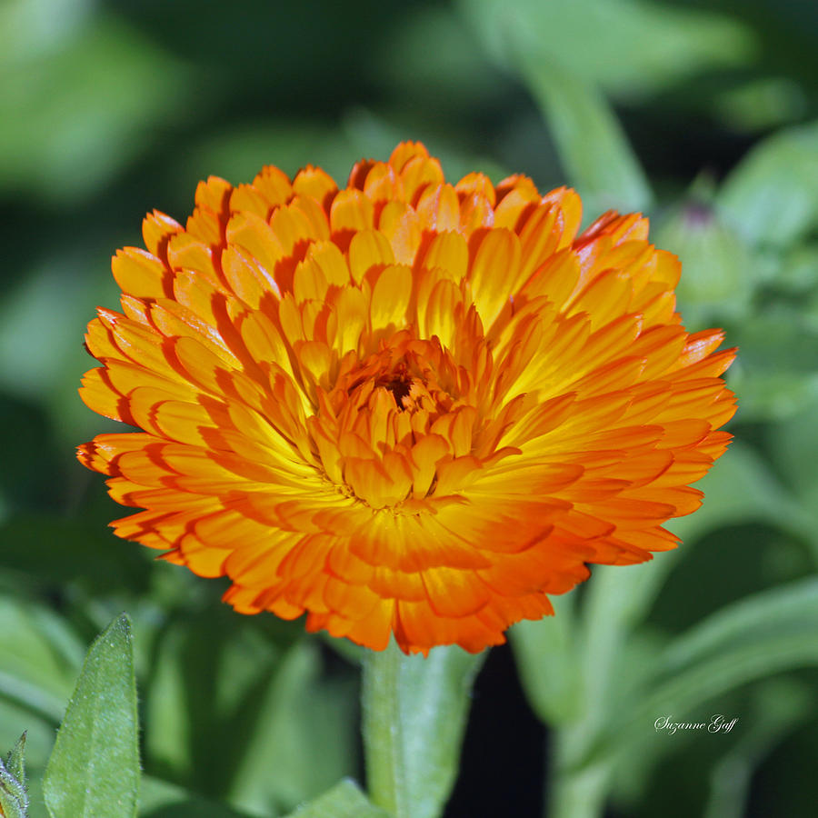 Nature Photograph - Orange Beauty #1 by Suzanne Gaff