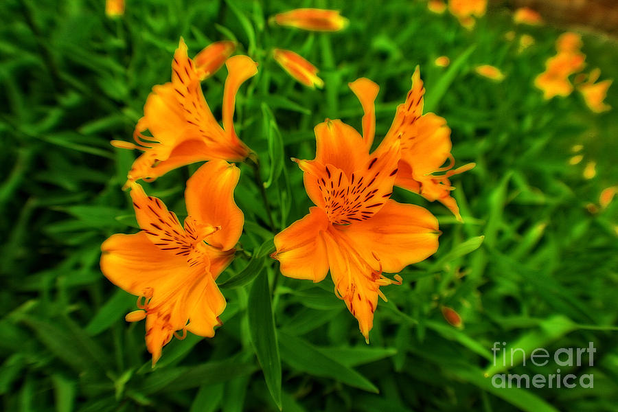 Orange Blossom In A Sea Of Green #1 Photograph by Doc Braham