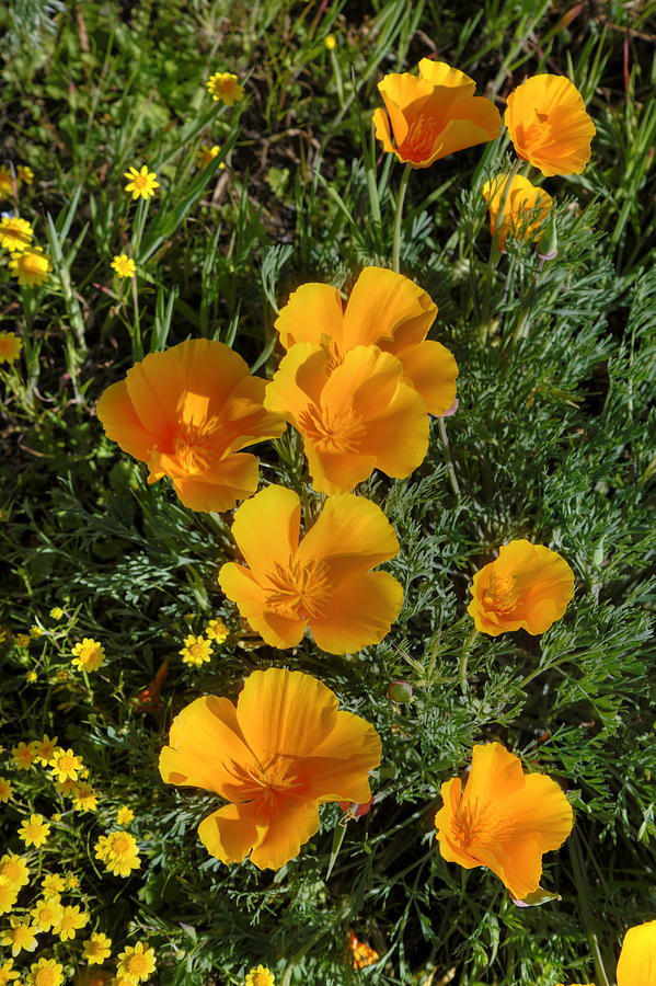 Poppy Photograph - Orange California Poppies #1 by Lynn Bauer