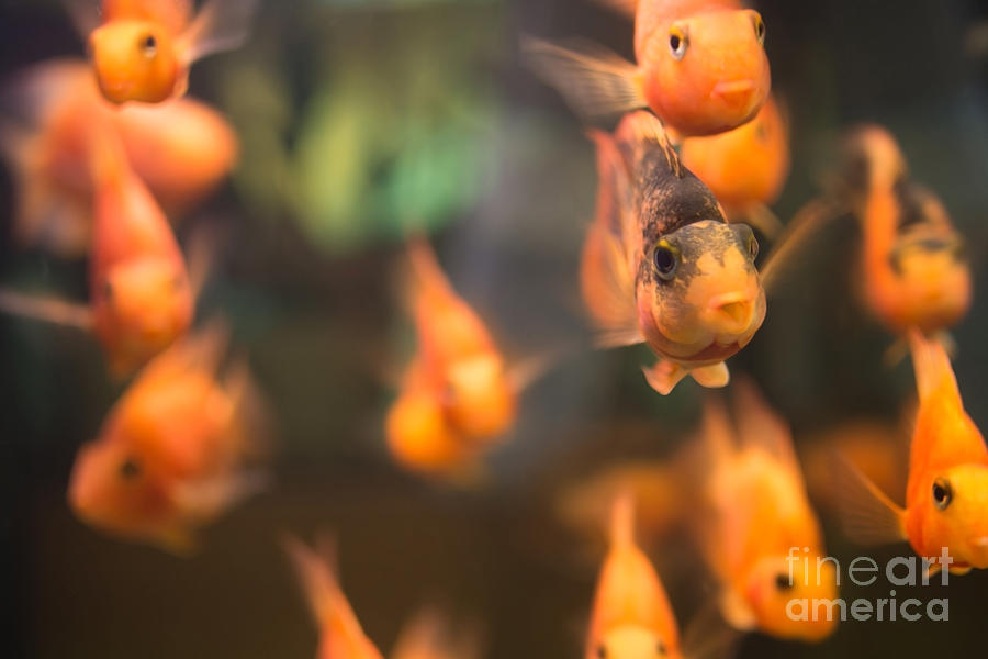 Orange Fish Photograph