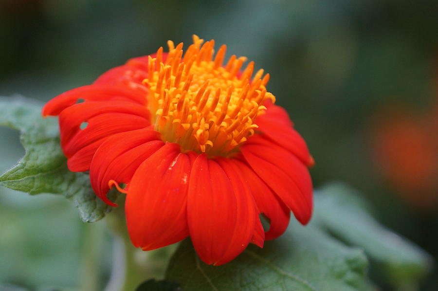 Orange Flower #1 Photograph by Alan Hutchins