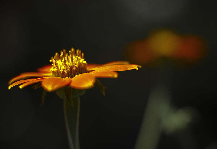 Orange Flower #1 Photograph by Bradley R Youngberg