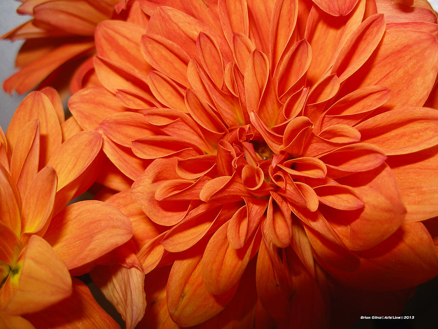 Orange Flower #2 Photograph by Brian Gilna