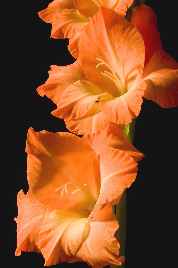 Orange Gladiolus Flower #1 Photograph by Keith Webber Jr