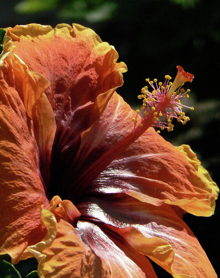 Orange Hibiscus Flower Photograph by Margaret Saheed