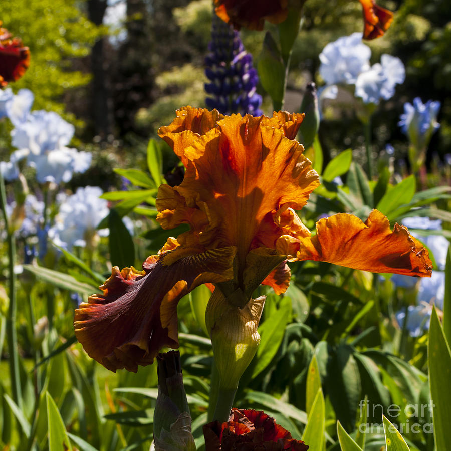 Salem Photograph - Orange Iris #1 by M J