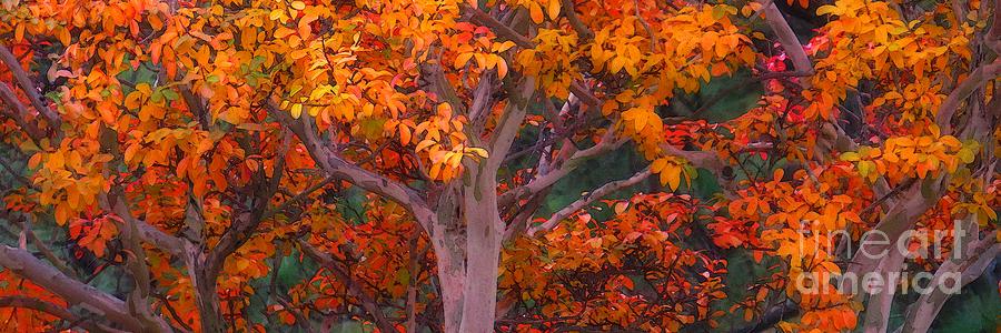 Orange Leaves #2 Photograph by Scott Cameron