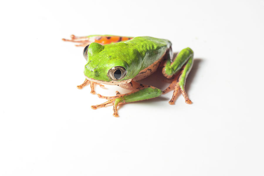 Orange-legged Leaf Frog #1 Photograph by Louise Murray/science Photo Library