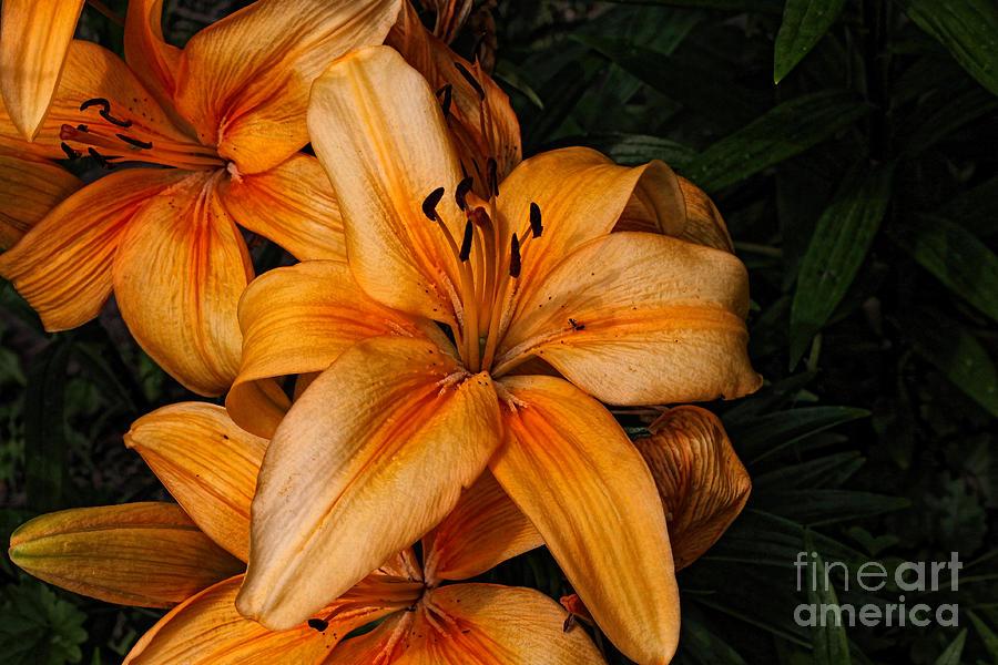 Lily Photograph - Orange Lilies by Lena Auxier