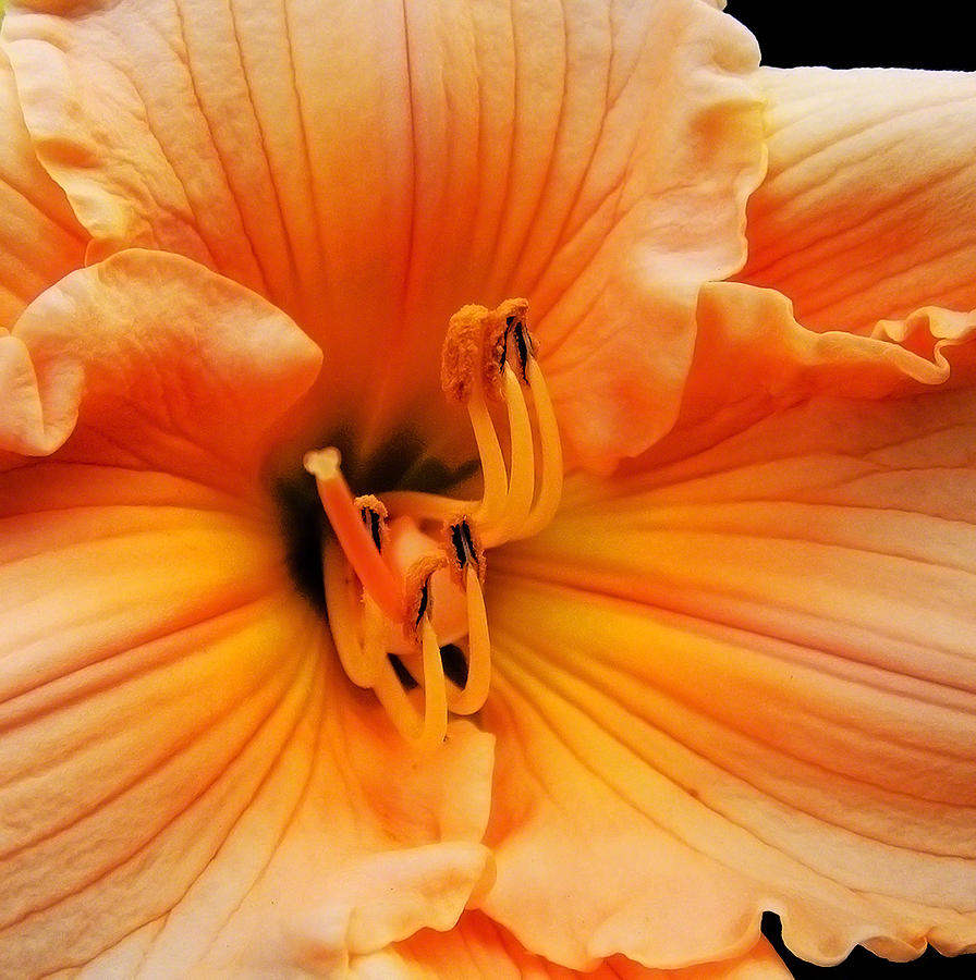 Orange Lily #1 Photograph by Michael Friedman