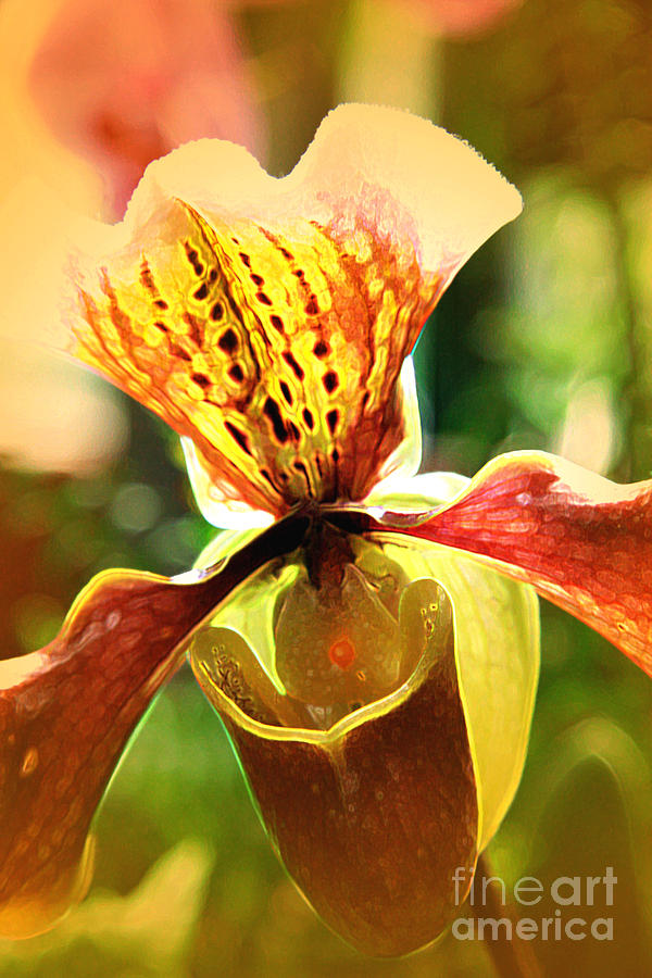 Orchid Photograph - Orange Orchid #2 by Lali Kacharava