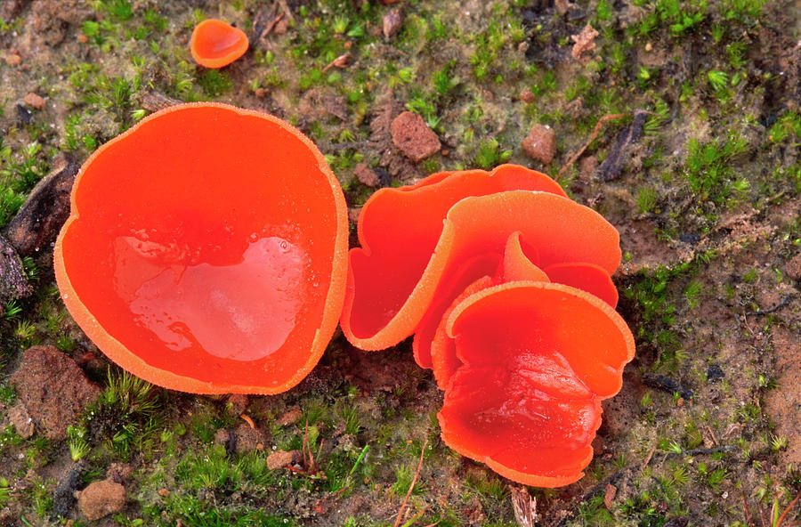Orange-peel Fungus #1 Photograph by Nigel Downer