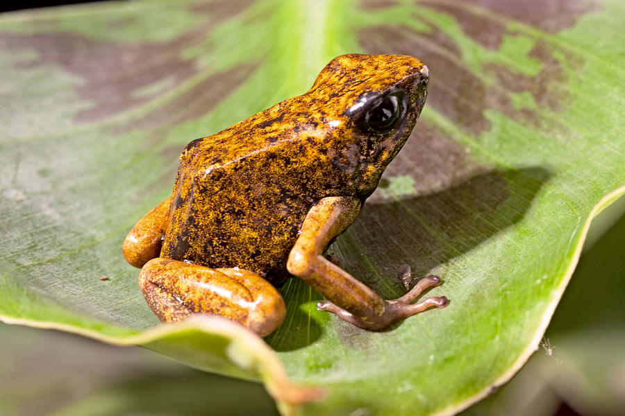 Orange Poison Dart Frog #1 Photograph by Dirk Ercken