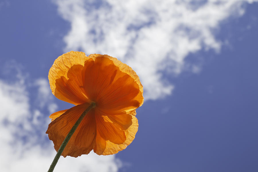 Orange Poppy - Blue Sky #1 Photograph by Keith Webber Jr