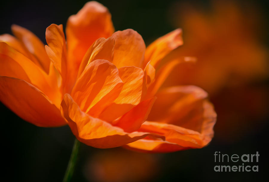 Orange Poppy #1 Photograph by Michael Arend