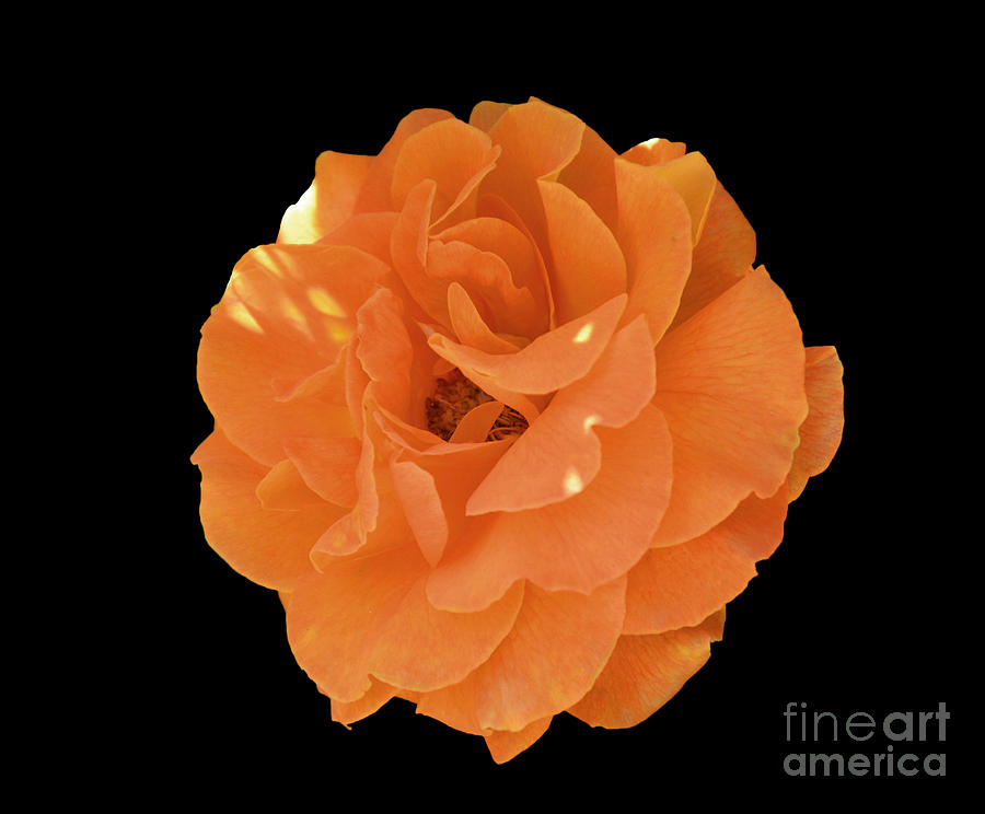 Orange Rose  #1 Photograph by Frank Larkin