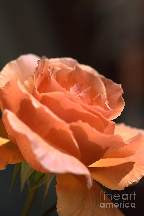Orange Rose #2 Photograph by Joy Watson