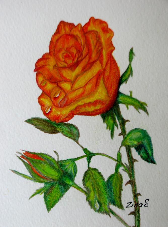 Rose Drawing - Orange Rose #2 by Zina Stromberg
