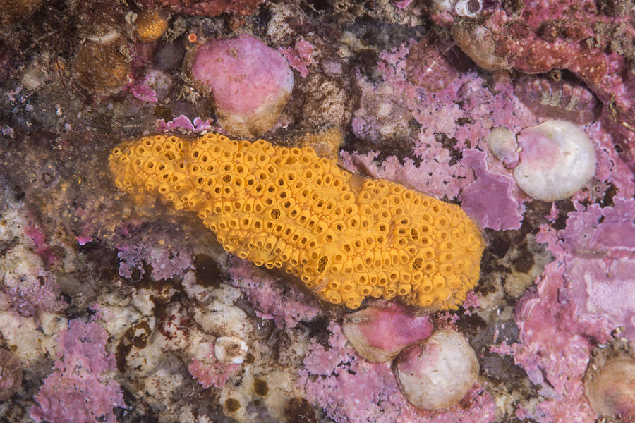 Orange Sheath Tunicate #1 Photograph by Andrew J. Martinez
