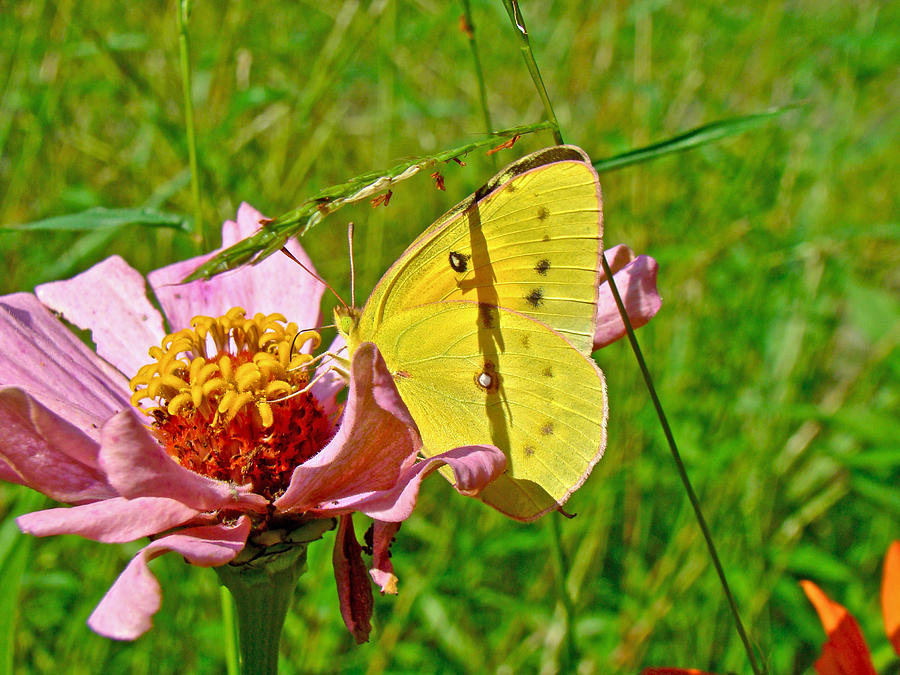 Orange Sulphur Butterfly - Colias eurytheme #1 Photograph by Carol Senske