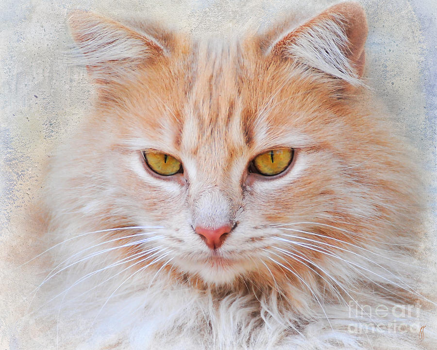 Orange Tabby Cat Photograph by Jai Johnson